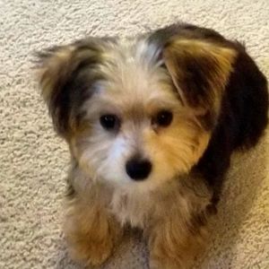 Meet your Posher, Michele